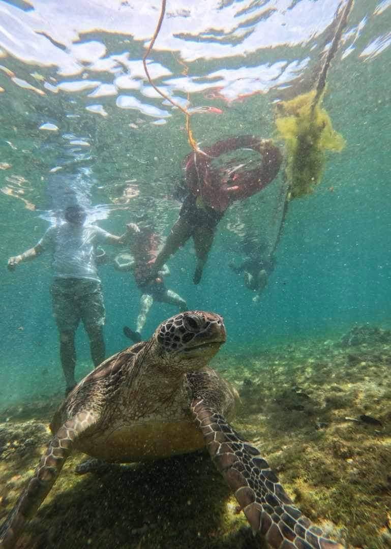 Snorkelling at Apo Island.